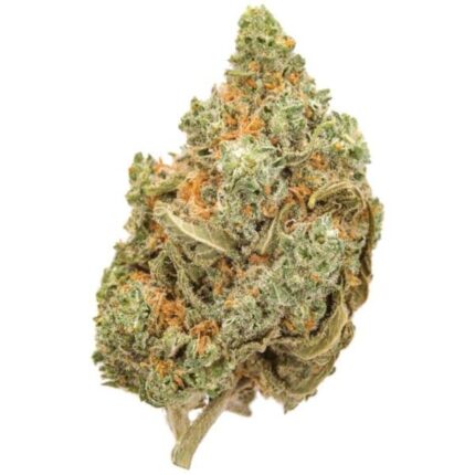 Amnesia Haze Strain