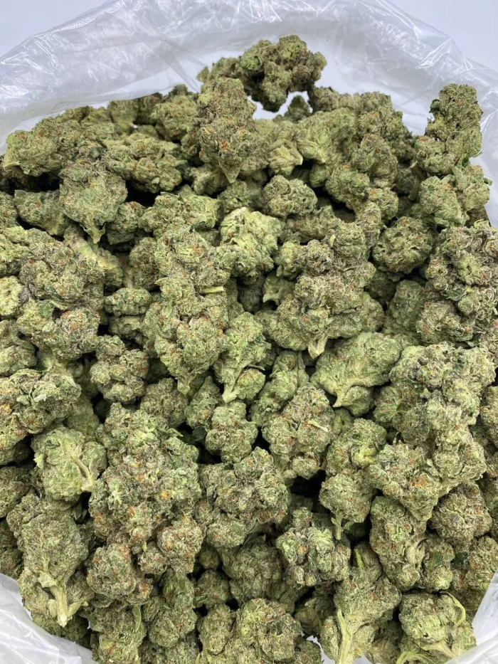 Biscotti 41 Strain