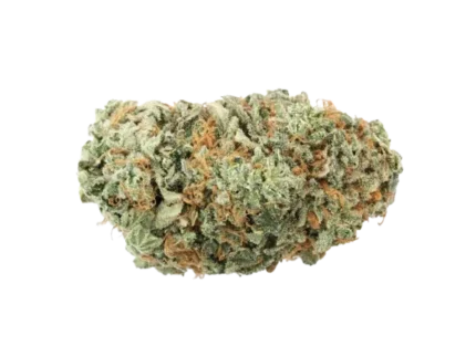 G13 Strain