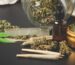 What Is Weed Shake and How to Use It?