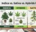 Infographic showing the indica vs sativa vs hybrids UK market comparison, illustrating leaf shapes, physical statures, and genetic origin traits side-by-side.