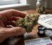 Infographic outlining how to spot high-quality cannabis flowers UK collectors trust, detailing trichome colors, bud density, and correct moisture curing indicators.