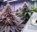Close-up macro photograph showing premium flower genetics UK standards, highlighting dense capitate-stalked trichome structures and colorful purple pistils on an elite botanical cultivar.