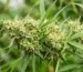 Close up of dense Amnesia Haze strain flower buds showing trichomes and orange hairs