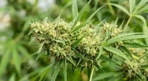 Close up of dense Amnesia Haze strain flower buds showing trichomes and orange hairs