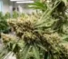 Close up view of Jack Herer strain buds showing green leaves and amber pistils