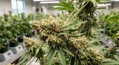 Close up view of Jack Herer strain buds showing green leaves and amber pistils