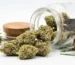 Dense frosted light-green buds of the Northern Lights strain displaying amber hairs and glistening trichomes