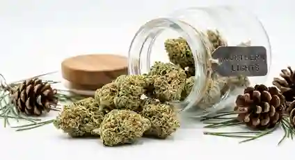Dense frosted light-green buds of the Northern Lights strain displaying amber hairs and glistening trichomes