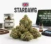 stardawg strain dried flower buds displaying bright orange pistils, dense trichomes, and UK guide setup