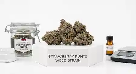 Strawberry Runtz Weed Strain dense green and purple flower buds covered in frosty trichomes